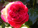 L.D.Braithwaite (AUScrim rose)