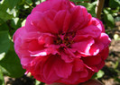 L.D.Braithwaite (AUScrim rose)