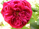 L.D.Braithwaite (AUScrim rose)