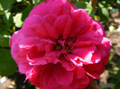L.D.Braithwaite (AUScrim rose)