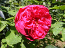 L.D.Braithwaite (AUScrim rose)