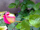 Boboc de trandafir si petunii galbene