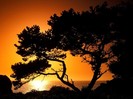 Patrick\'s Point State Park at Sunset, Near Eureka, California