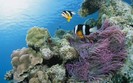 underwater_fish_coral
