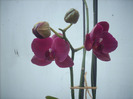 DSCN8594