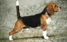 26(Beagle)