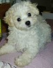 29(Bichon Bolognez)