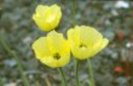 flori frumoase (78)