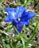 flori frumoase (60)