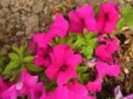 flori frumoase (62)
