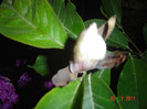 magnolia 25 iulie 2011