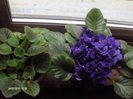 violeta
