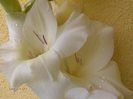 gladiola de la Maryanne