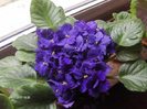 violete inflorite de o gramada vreme