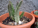 Stapelia flavirostris