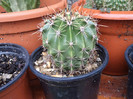 Echinopsis