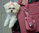 bichon_maltez_18[1]