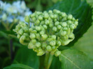 Blue Hydrangea (2011, July 10)