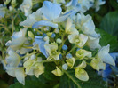 Blue Hydrangea (2011, July 10)