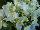 Blue Hortensia (2011, July 10)