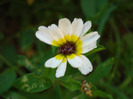 Tricolor Daisy (2011, July 10)