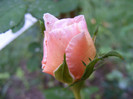 Abraham Darby (AUScot,Candy Rain)