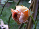 Abraham Darby (AUScot,Candy Rain)