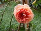 Abraham Darby (AUScot,Candy Rain)