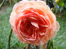 Abraham Darby (AUScot,Candy Rain)
