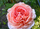 Abraham Darby (AUScot,Candy Rain)