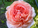 Abraham Darby (AUScot,Candy Rain)
