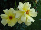 Rose Golden Showers (2011, July 24)