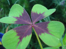 Oxalis Iron Cross (2011, June 18)