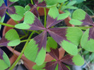 Oxalis Iron Cross (2011, June 19)