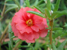 Portulaca grandiflora (2011, July 24)
