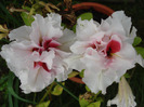 Double Petunias (2011, July 23)