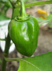 Orange Habanero Pepper (2011, July 19)