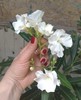 Double White