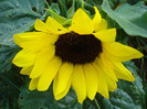 Helianthus annuus (2011, July 19)