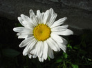 Ox-eye Daisy (2011, June 25)