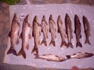 CIMG0288