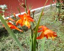 monbretia