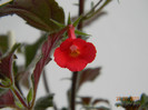 Erecta 27-07-2011 