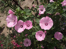 DSCF4585