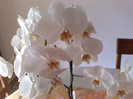 orhidee albà