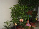 Picture 2247