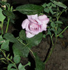 Trandafir roz-mov