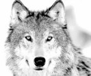wolf-sketch-big2