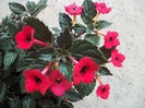 Red Elfe