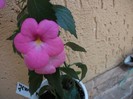 Jewel Pink